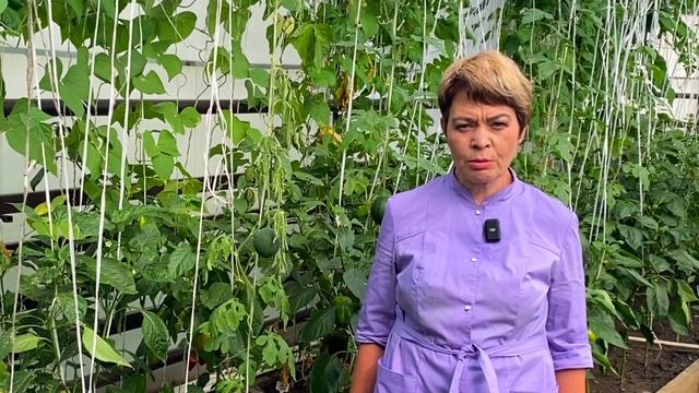 Фузариозная гниль: как защитить тыквенные культуры #Ш смотреть онлайн