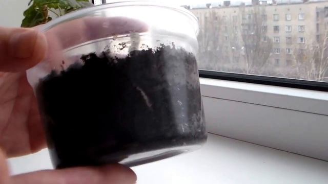 Корни на ОДНОглазковом черенке смотреть онлайн