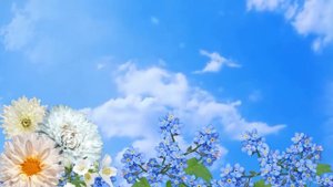 Футаж фоновый, цветы hd для видеомонтажа/background flowers
