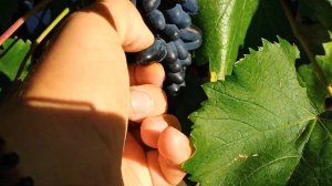 Виноград кшм Джой на 15.08.24