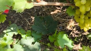 ПАМЯТИ ШМЕЛЁВА виноград селекции Шульги А. с высокой у