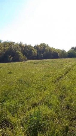 Поет соловей и сверчок