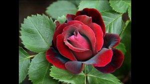 Виктория, мы тебя поздравляем с Днём Рождения и желаем тебе счастья