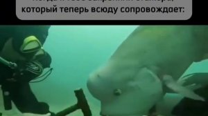 любопытная рыба лезет под руку
