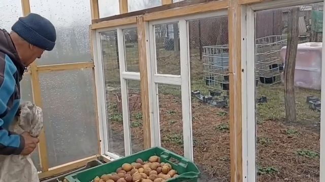 огороде. Родители достали семенной картофель. Папа за? смотреть онлайн