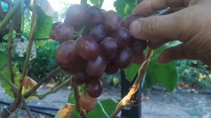 Казачок - новая форма Калугина В.М. Хорошие впечатлени?