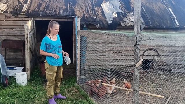 Бройлерам 21 день. Помидоры, огурцы, перцы 10 июля. Загот?