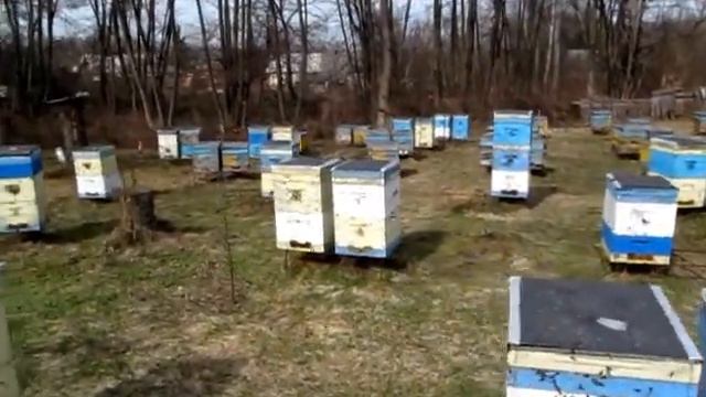 Весенний облёт. 15.03.2013г. смотреть онлайн