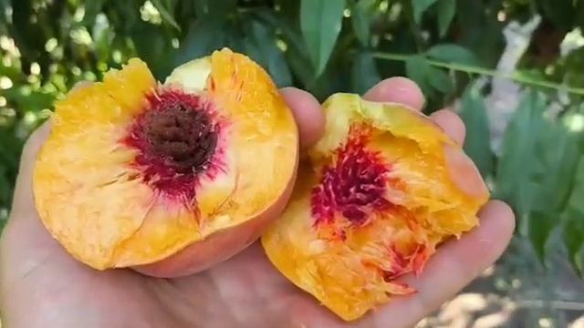 Персик Світ Дрім. Peach Sweet Dream. Топовий солодкий сорт, кру смотреть онлайн