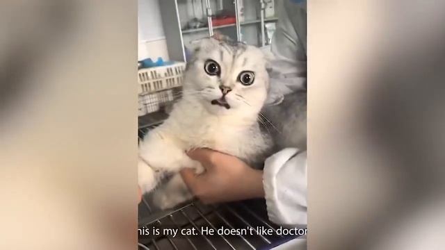 СЕКСУАЛЬНЫЕ ДЕВУШКИ ЛУЧШИЕ ПРИКОЛЫ ФЕВРАЛЬ 2020 СМЕШНЫЕ КОТЫ УГАР#3 РЖАКА!!! смотреть онлайн