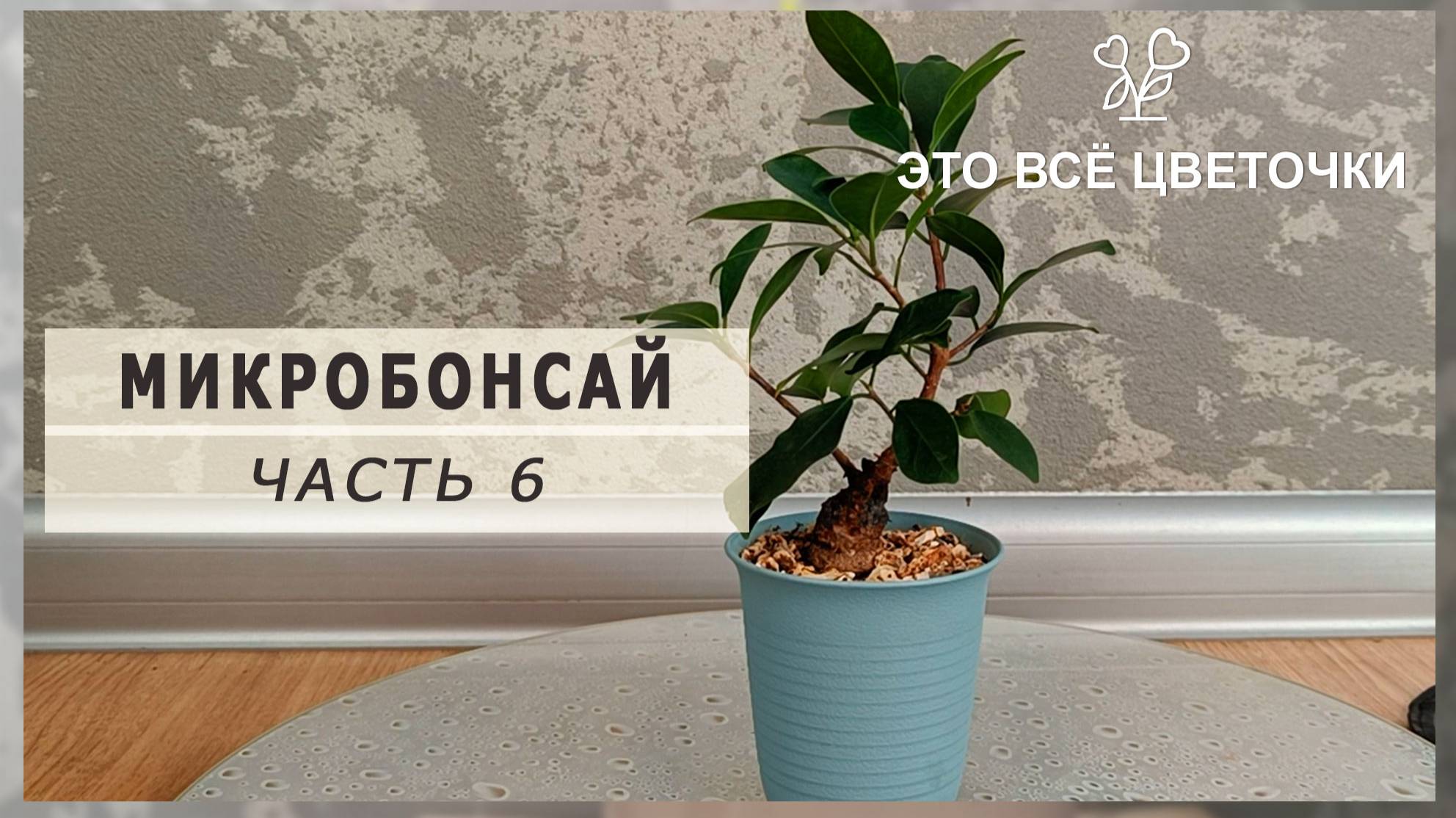 Фикус микробонсай №4. Часть 6
