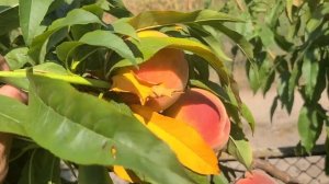 Персики Неріне,Роял Прайд,Роял Джим на 21 Серпня!