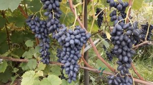 Кишмиш Джой.