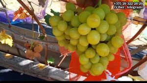 Виноград Хелена на 2 сентября 2024. Беларусь.