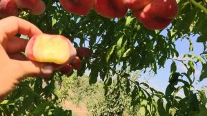 Інжирний персик Саманта. persikovod.com