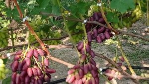 @Борисфен виноград для Гурманів. Смачні ягоди з хрусто