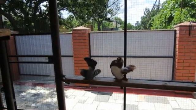 Статные голуби #2. Крым 2016 | Stately pigeons #2. Crimea 2016 смотреть онлайн