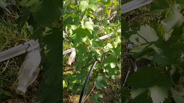 Виноград на 19 августа 2023г. смотреть онлайн