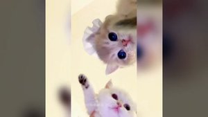 Наш TG https://t.me/liveofcats
