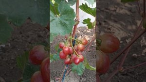 Виноград КУПИДОН, автор Щенников О.Н.