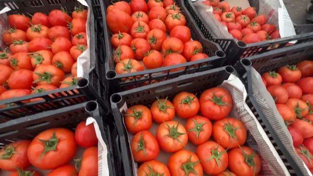 КАРТОШКА ПИЁЗ ЁГ НАРХЛАРИ 1-ФЕВРАЛДАН УЗГАРДИ!? 31-январ смотреть онлайн