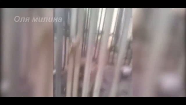 Свежак! Приколы 2015 Подборка приколов 2015 #17 смотреть онлайн