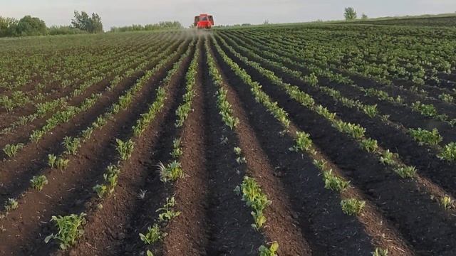 Рыхление и окучивание картофеля ежами.