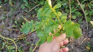 Сорт картофеля Спунта, не болеет фитофторой.