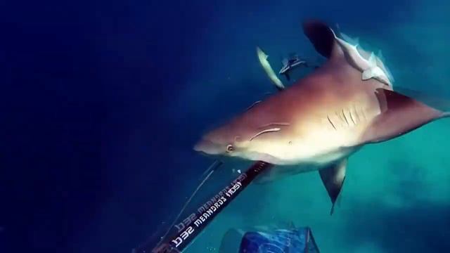 Не лезь, дебил! она тебя сожрет! (акула) смотреть онлайн