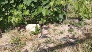 Виноград Вэлиант, Денисовский и Либерти в начале июля