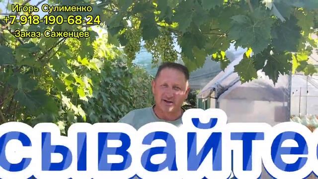 Виноград на арке смотреть онлайн