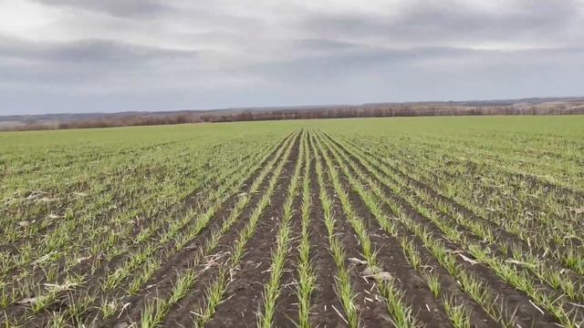 Озимая пшеница Таня. смотреть онлайн