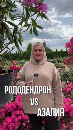 Азалия VS Рододендрон