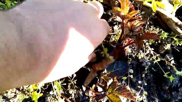 Ежевика сорт натчез, как формирую куст. смотреть онлайн