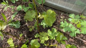 Виноград сорта Ирэн , ЧТО ЭТО ?.