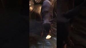 Костик ест грушу )))