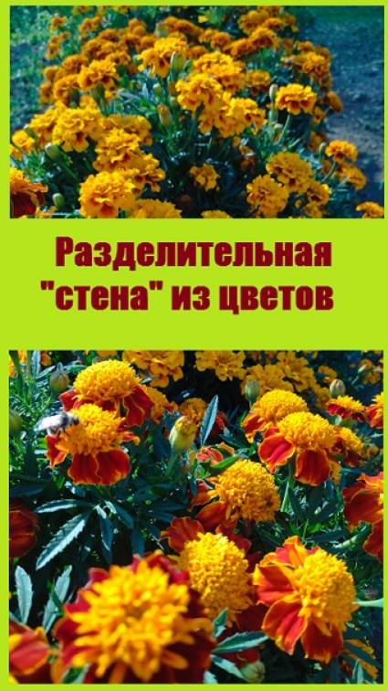 Как красиво разделить огород на отдельные участки?