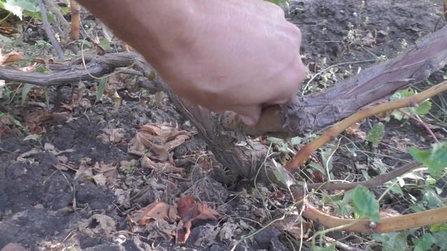 Виноград к-ш Ленд крузер смотреть онлайн