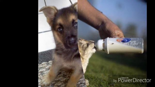 Самые прикольные фотки котов и собак