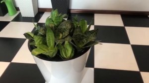 Сансевиерия  Ханни  Грин.