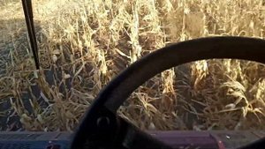 Уборка кукурузы безрядковой подсолнечной жаткой наш,