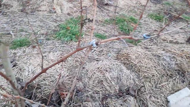 Готовим виноград к перепрививке смотреть онлайн