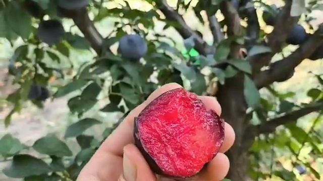 Диплоїдна слива Блек Діамонд. Plum Black Diamond. Смачний, гарн смотреть онлайн