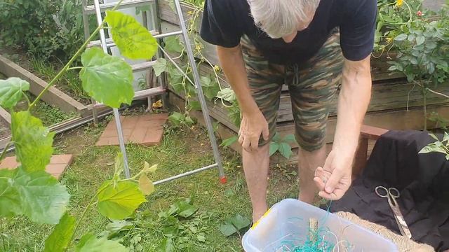 Срочные дела на ДАЧЕ после жары. Летняя обрезка виногр