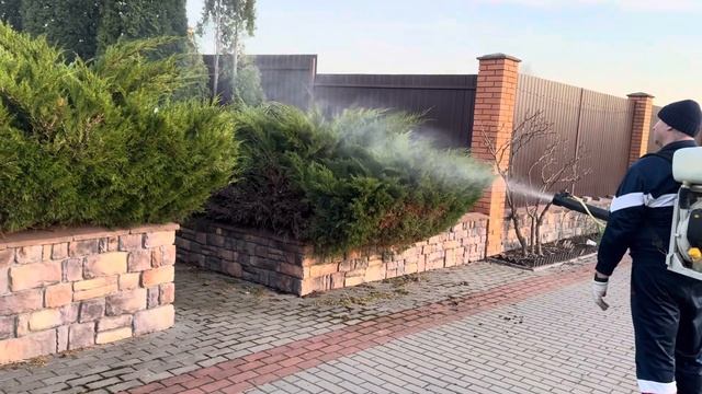 Розы. Как сохранились штамбы после зимовки? Мои покупк смотреть онлайн