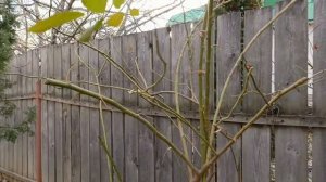 Канадская роза Джон Дэвид готова к зиме. 01.12.2024г.