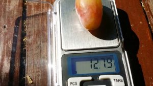 Топ 3 крупноплодных сортов винограда по весу ягоды на ?