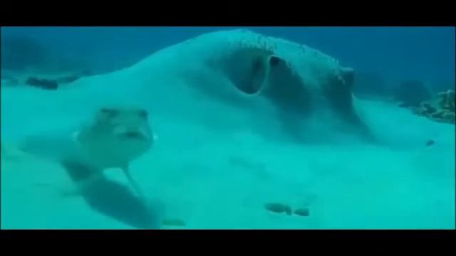 Шок рыба говорит чё за ....