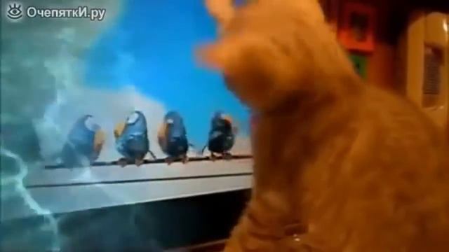 Смешные и прикольные котики часть 2# смотреть онлайн