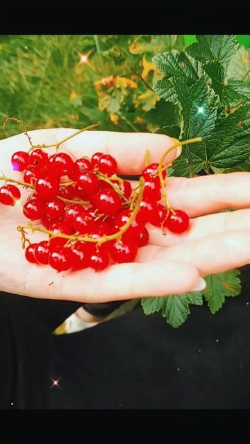 Красная смородина сбор ягод  | Red currant Belarus ❤️💚